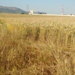 La Junta amplía hasta el 15 de mayo el plazo para hacer la Solicitud Única de la PAC