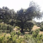 El sorteo del Ejido-Añadíos y la subasta de la Dehesa para la campaña 2026/2027 se celebrarán este miércoles