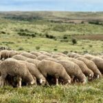 Registrado un foco de lengua azul en la comarca veterinaria que forman Navalvillar de Pela, Orellana la Vieja, Acedera y Orellana de la Sierra
