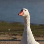 SEO/BirdLife apunta a un descenso de aves acuáticas invernantes en Orellana tras la introducción del Ganso del Nilo