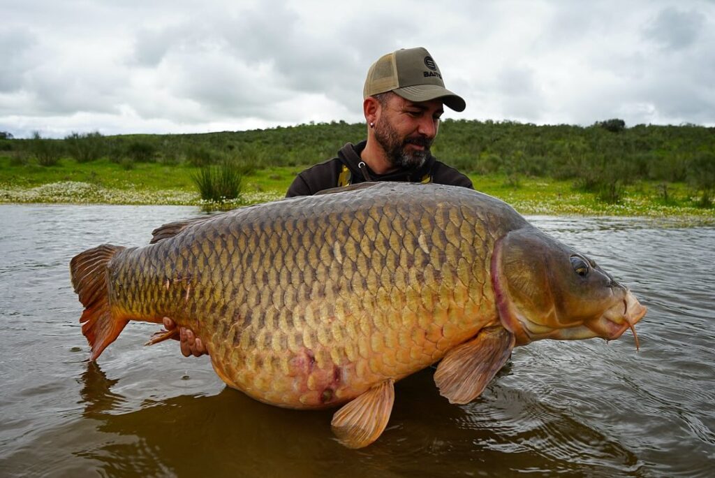 Carpa de gran peso capturada por David Molina PRO ELITE BAITS