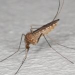 ENTREVISTA | Cómo evitar los mosquitos que transmiten el Virus del Nilo occidental