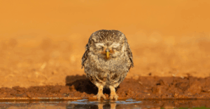 Ganador de la Edición 2024 del concurso de fotografía de RETAMA