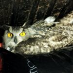 Rescatan un búho real herido hallado en la Sierra