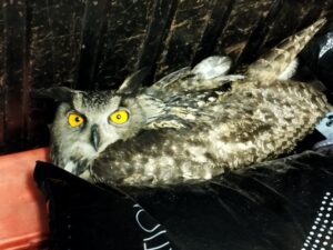 Buho Real rescatado en la Sierra de Orellana RETAMA