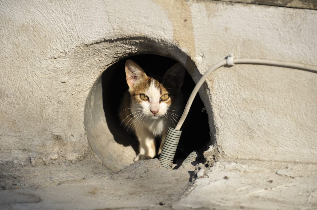 Gato felino callejero