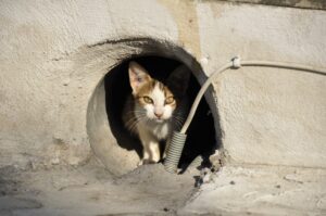 Gato felino callejero