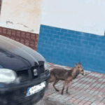 Un zorro se pasea a plena luz del día en Orellana