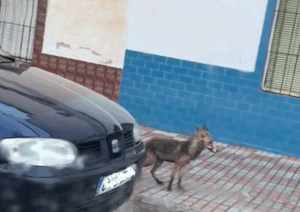 Zorro andando por el Casco Urbano de Orellana la Vieja COSTA DULCE RADIO