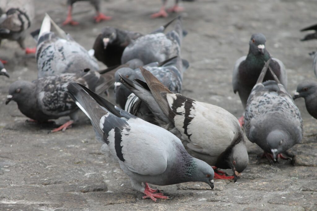 Palomas